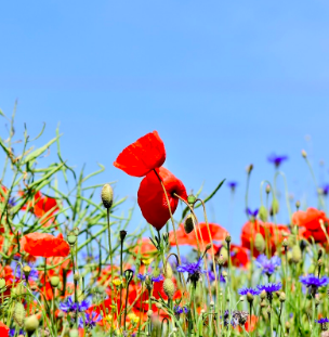 우울증, 치료하면 나아질 수 있을까요? [온라인 심리상담 트로스트]