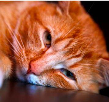 나도 혹시 번아웃증후군? 번아웃 자가진단 테스트 [온라인 심리상담 트로스트]