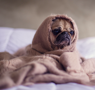 코로나 우울증 극복하기 / 집에서 할 수 있는 마음챙김방법 11가지 [온라인 심리상담 트로스트]