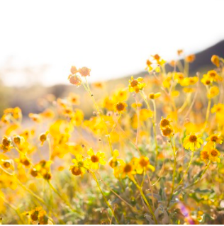 [우울증 약/ 정신과 약물] 뉴프람정 (공황장애 약) 후기: 부작용, 효능, 효과